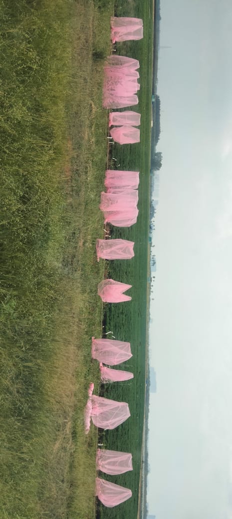 1.Preparing sample seeds without interaction of external atmosphere.jpeg